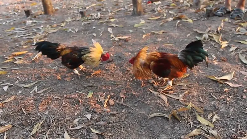 Đá gà tre là một hình thức chơi đá gà phổ biến và nổi tiếng hiện nay