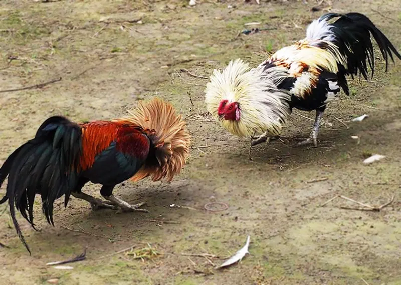 Hai chiến kê thi đấu phải có kích thước và trọng lượng tương đương nhau